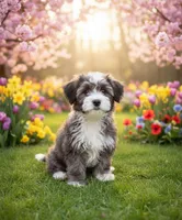Buster, a male Shihpoo and Chorkie for sale in Paradise Township, PA – Photo 1 of 5