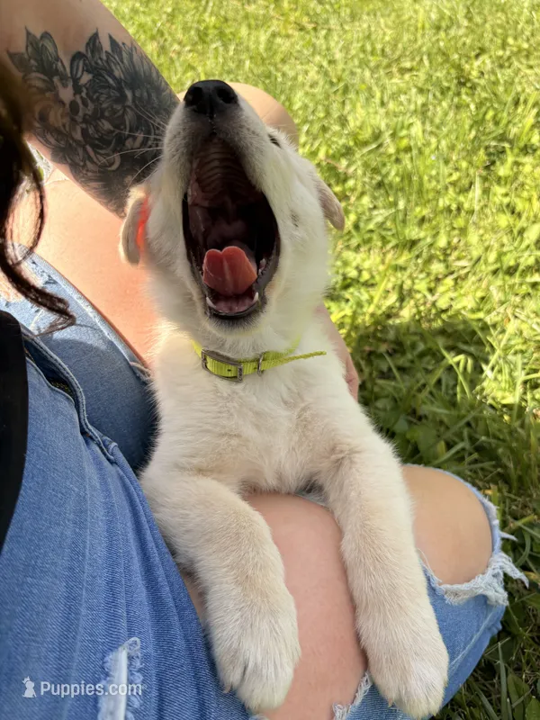 Tilly, a female German Shepherd Dog for sale in Lagro, IN – 1 of 5