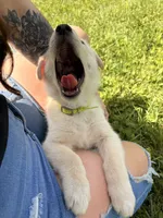 Tilly, a female German Shepherd Dog for sale in Lagro, IN – 1 of 5