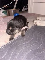 Sadie , a female German Shepherd Dog for sale in Peru, IN – Photo 2 of 2