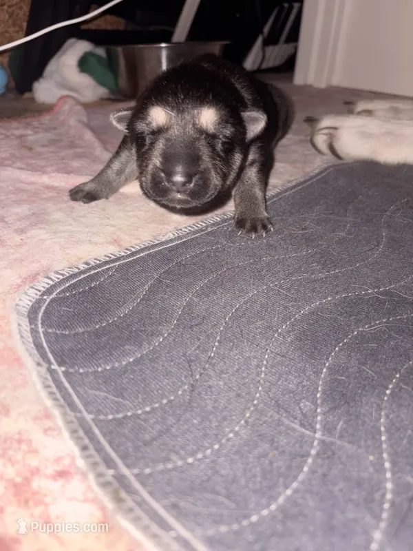 Sadie  – German Shepherd Dog puppy for sale in Peru, IN