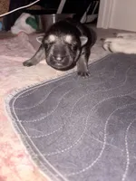 Sadie , a female German Shepherd Dog for sale in Peru, IN – Photo 1 of 2