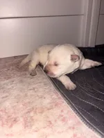 Ember, a female German Shepherd Dog for sale in Peru, IN – Photo 1 of 2