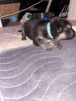 Pozy, a female German Shepherd Dog for sale in Peru, IN – Photo 2 of 2