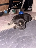 Pozy, a female German Shepherd Dog for sale in Peru, IN – Photo 1 of 2