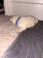 Koba, a male German Shepherd Dog for sale in Peru, IN – Photo 2 of 2