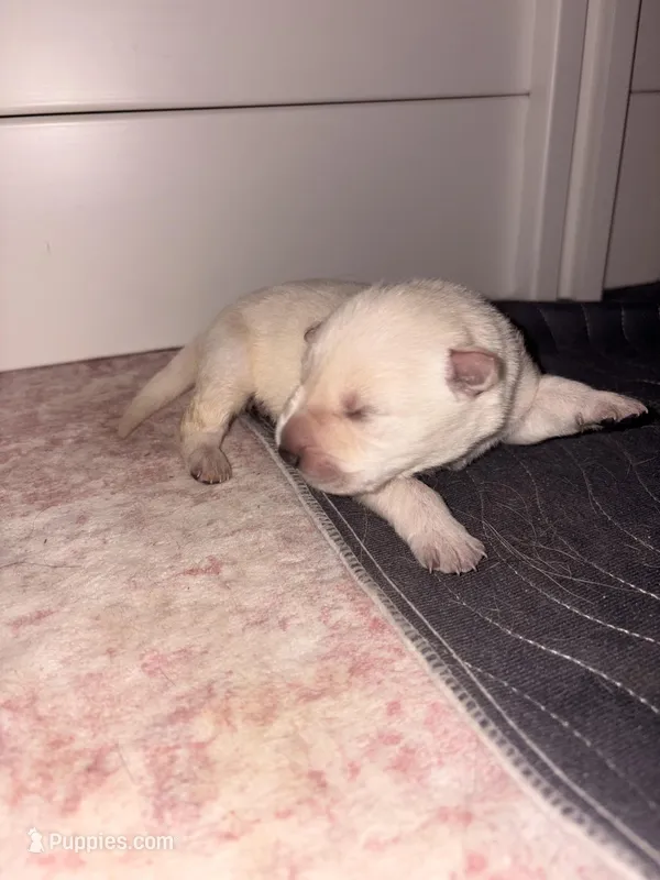 Koba – German Shepherd Dog puppy for sale in Peru, IN