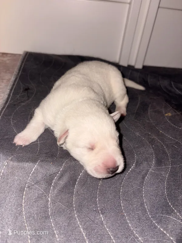 Tilly – German Shepherd Dog puppy for sale in Peru, IN