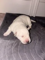 Tilly, a female German Shepherd Dog for sale in Peru, IN – Photo 1 of 2