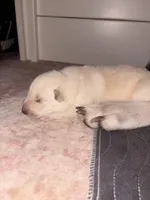 Tilly, a female German Shepherd Dog for sale in Peru, IN – Photo 2 of 2