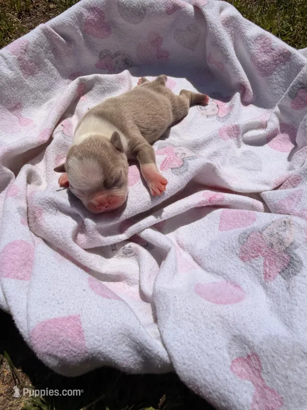 Ace – Boston Terrier puppy for sale in Richmond, VA