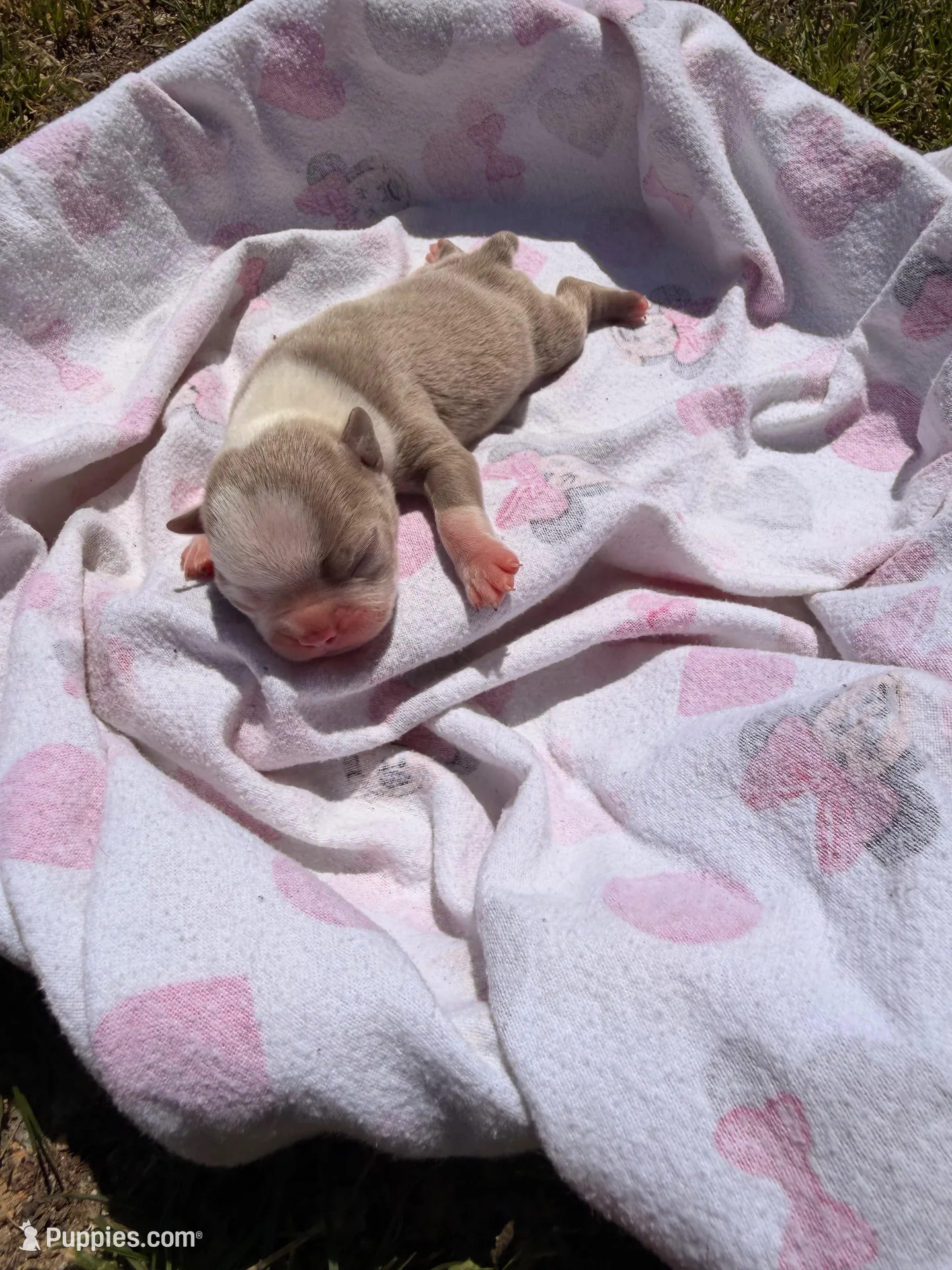 Ace, a male Boston Terrier for sale in Richmond, VA – 4 of 4