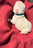 Blue collar , a male Boston Terrier for sale in Richmond, VA – 2 of 2