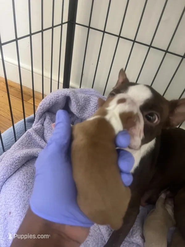 Pooh Bear – Boston Terrier puppy for sale in Richmond, VA