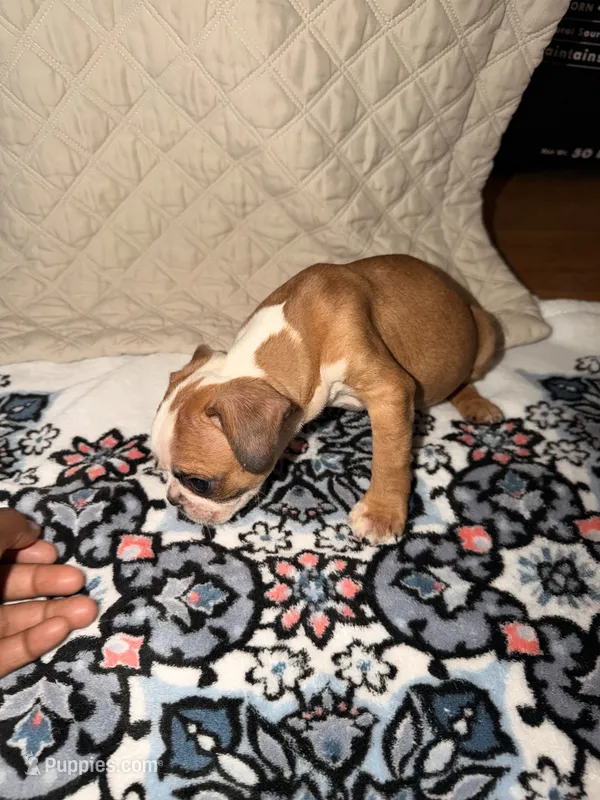 Theodore  – Boston Terrier puppy for sale in Richmond, VA