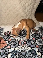 Theodore , a male Boston Terrier for sale in Richmond, VA – 1 of 2