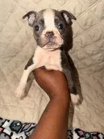 Papa, a male Boston Terrier for sale in Richmond, VA – 1 of 2