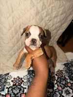 Theodore , a male Boston Terrier for sale in Richmond, VA – 2 of 2