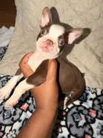 Mocha , a female Boston Terrier for sale in Richmond, VA – 2 of 2