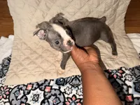Papa, a male Boston Terrier for sale in Richmond, VA – 2 of 2