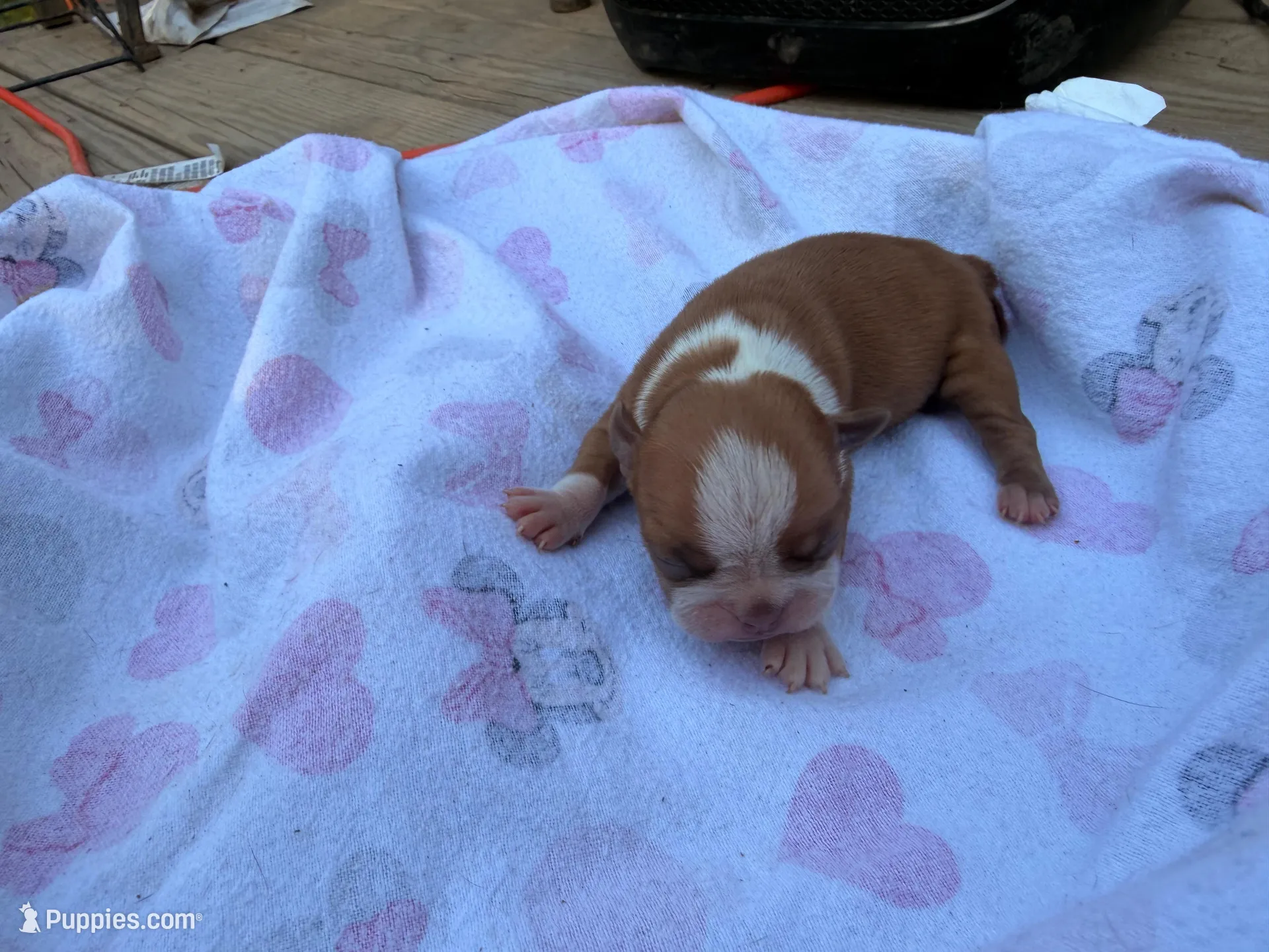 Wave, a female Boston Terrier for sale in Richmond, VA – Photo 2 of 2