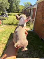 Ace, a male Boston Terrier for sale in Richmond, VA – 3 of 4