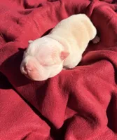 Red collar , a male Boston Terrier for sale in Richmond, VA – 2 of 2