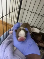 Tigger, a male Boston Terrier for sale in Richmond, VA – 2 of 2