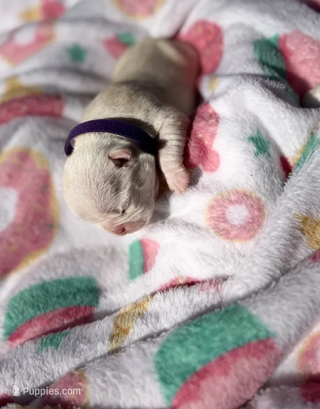 Purple collar – Boston Terrier puppy for sale in Richmond, VA