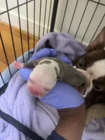 Bluey, a male Boston Terrier for sale in Richmond, VA – 2 of 2
