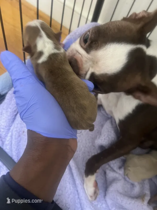 Tigger – Boston Terrier puppy for sale in Richmond, VA