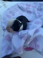 Ms. Panda, a female Boston Terrier for sale in Richmond, VA – Photo 2 of 2