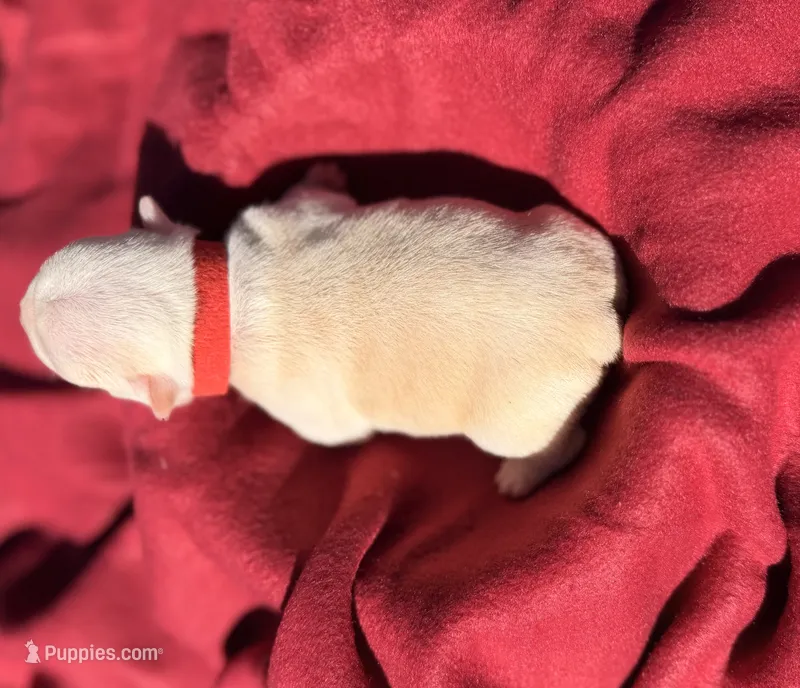 Red collar  – Boston Terrier puppy for sale in Richmond, VA