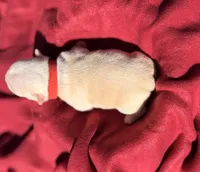 Red collar , a male Boston Terrier for sale in Richmond, VA – 1 of 2
