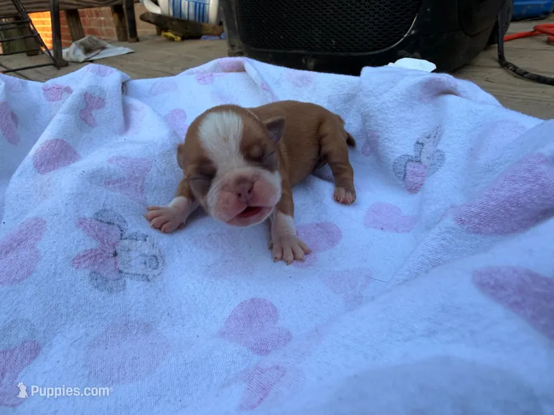 Wave – Boston Terrier puppy for sale in Richmond, VA