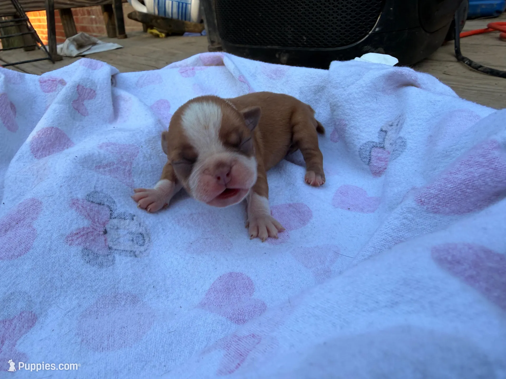 Wave, a female Boston Terrier for sale in Richmond, VA – Photo 1 of 2