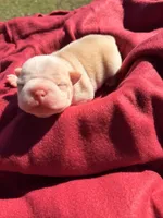 Orange collar , a male Boston Terrier for sale in Richmond, VA – 2 of 2