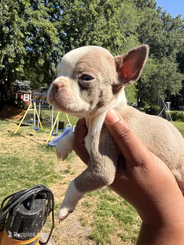 Ace – Boston Terrier puppy for sale in Richmond, VA