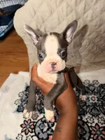 Stoned, a male Boston Terrier for sale in Richmond, VA – 2 of 2