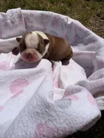 Honey B, a female Boston Terrier for sale in Richmond, VA – Photo 1 of 2