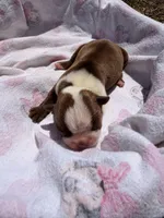 Honey B, a female Boston Terrier for sale in Richmond, VA – Photo 2 of 2