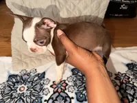 Mocha , a female Boston Terrier for sale in Richmond, VA – 1 of 2