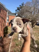 Coffee , a female Boston Terrier for sale in Richmond, VA – Photo 4 of 4