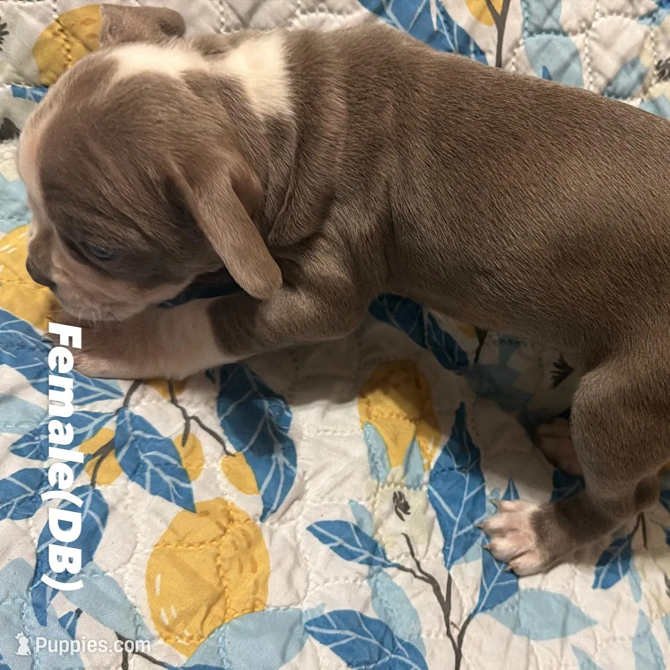 Coffee , a female Boston Terrier for sale in Richmond, VA – Photo 3 of 4