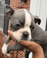 Bella, a female Boston Terrier for sale in Richmond, VA – Photo 2 of 3