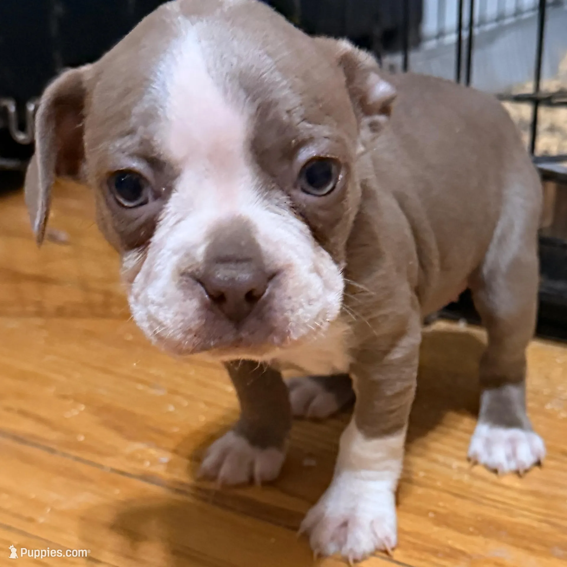 Coffee , a female Boston Terrier for sale in Richmond, VA – Photo 2 of 4