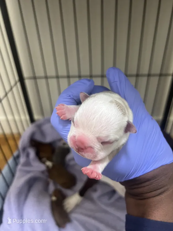 Lyla – Boston Terrier puppy for sale in Richmond, VA