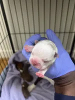 Lyla, a female Boston Terrier for sale in Richmond, VA – 1 of 2