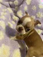 Wave, a female Boston Terrier for sale in Richmond, VA – 1 of 5