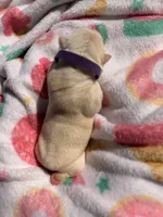 Purple collar, a female Boston Terrier for sale in Richmond, VA – 2 of 2